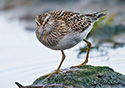 Calidris melanotos